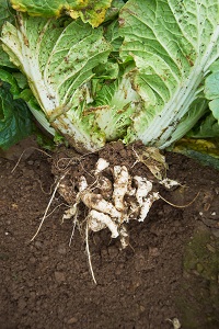 Club Root shown on Chinese Cabbage roots.